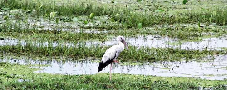 kolleru lake